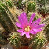 Echinocereus viereckii JLcoll.1300.jpg